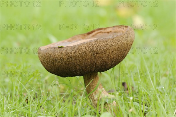 Common birch mushroom or birch bolete (Leccinum scabrum, Boletus scaber), North Rhine-Westphalia, Germany, Europe