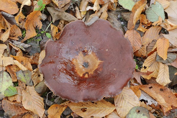 Chestnut-brown stem porling or black-red porling (Picipes badius, Polyporus badius), autumn, North Rhine-Westphalia, Germany, Europe