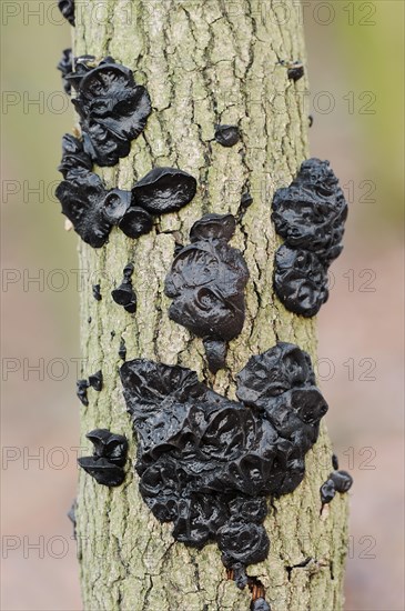 Warty glandular or warty black glandular (Exidia nigricans, Exidia plana), North Rhine-Westphalia, Germany, Europe