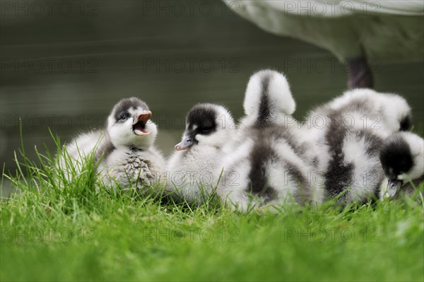 Coscoroba swan (Coscoroba coscoroba), chick, captive, occurrence in South America