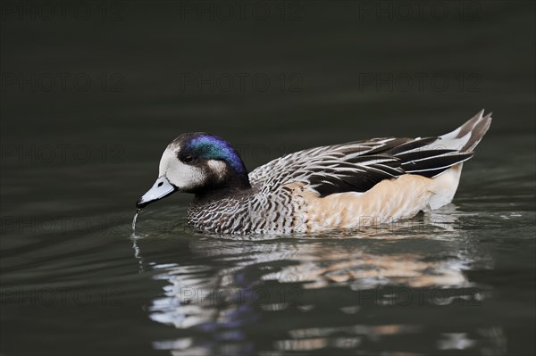 Chilean wigeon or Chilean wigeon (Anas sibilatrix, Mareca sibilatrix), captive, occurring in South America