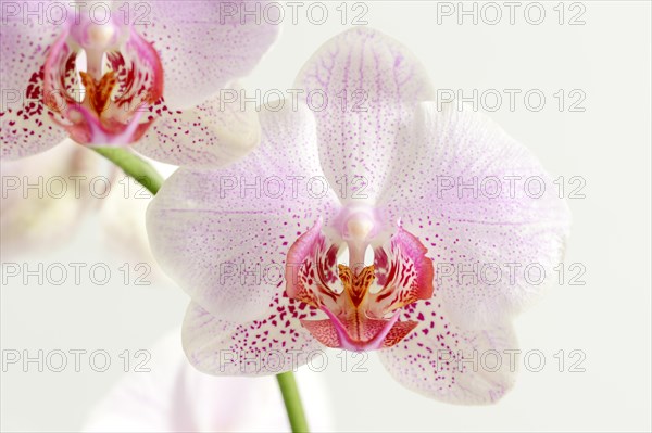 Butterfly orchid (Phalaenopsis), flower, houseplant, North Rhine-Westphalia, Germany, Europe