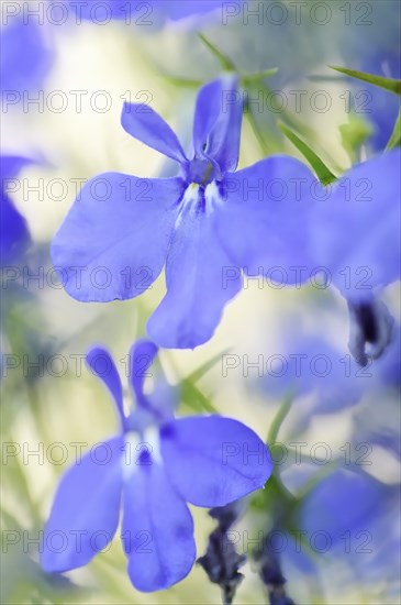 Male lobelia or blue lobelia (Lobelia erinus), flowers, ornamental plant, North Rhine-Westphalia, Germany, Europe