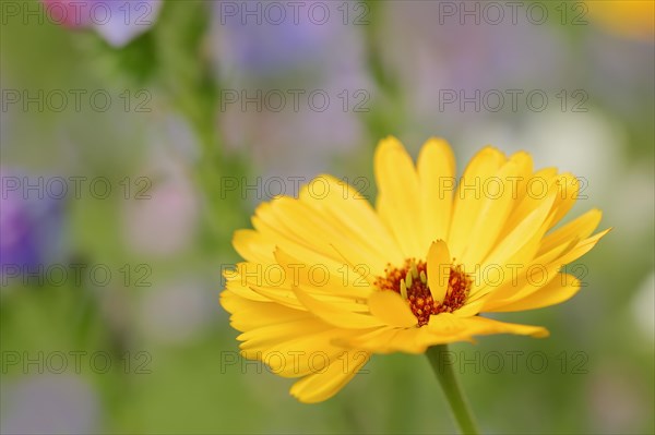 Marigold or garden marigold (Calendula officinalis), flower, North Rhine-Westphalia Germany