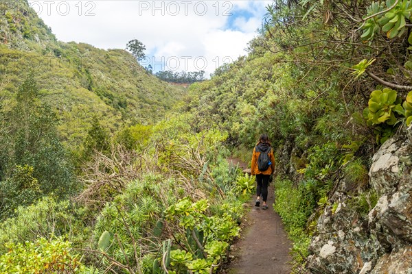 Woman walking along a path in the Laurisilva forest of Los tilos de Moya, Gran Canaria