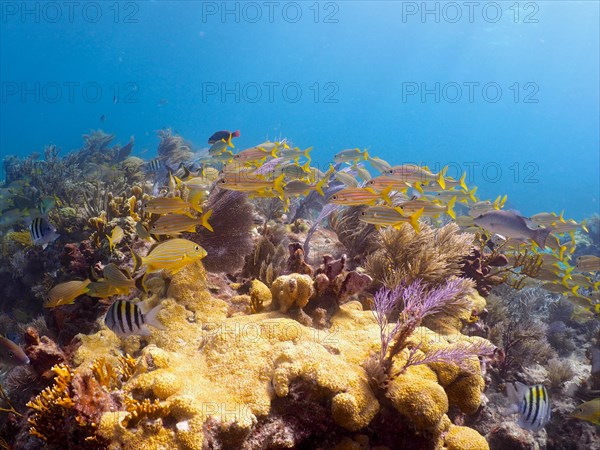 School of fish over star coral (Montastraea cavernosa), dive site John Pennekamp Coral Reef State Park, Key Largo, Florida Keys, Florida, USA, North America