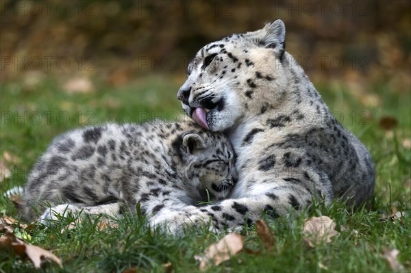 A snow leopard young leans close to the adult in a loving moment, Snow leopard, (Uncia uncia), young
