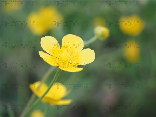 Woolly buttercup (Ranunculus lanuginosus), Leoben, Styria, Austria, Europe