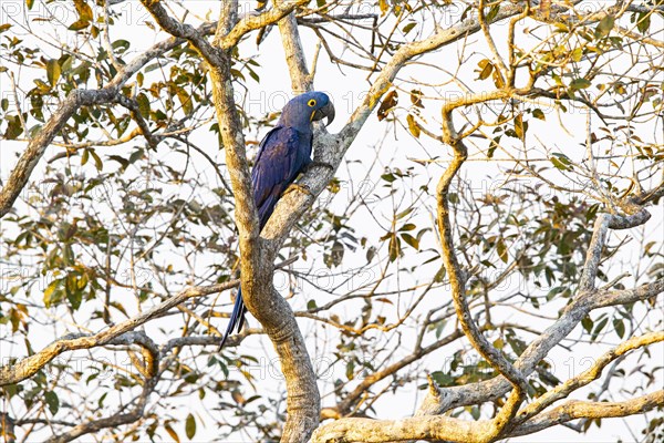 Hyacinth Macaw (Anodorhynchus hyacinthinus) Pantanal Brazil