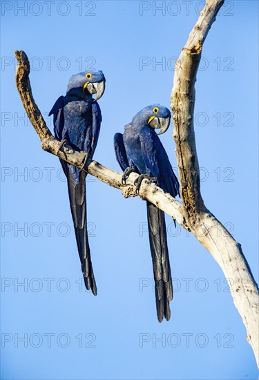 Hyacinth Macaw (Anodorhynchus hyacinthinus) Pantanal Brazil