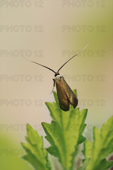 Green longhorn (Adela reaumurella), female, North Rhine-Westphalia, Germany, Europe