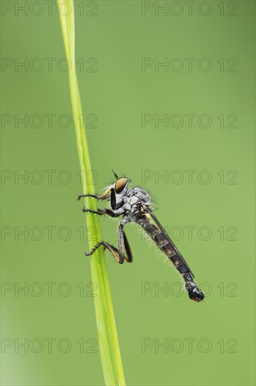 Common awl robberfly (Neoitamus cyanurus), male, North Rhine-Westphalia, Germany, Europe