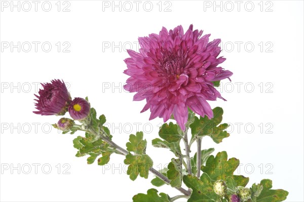 Pink chrysanthemum on a white background