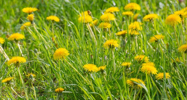 Many yellow flowers of dandelion, dandelion, buttercup, common dandelion (Taraxacum ruderalia) shine on a sunny day on a green meadow in the grass, spring, spring, summer on a green meadow, Allertal, Lower Saxony, Germany, Europe