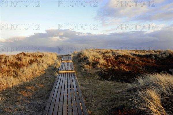Footbridge to the beach, near Dikjen Deel, Sylt, wooden footbridge leads through dune landscape with a sunny view of the sky, Sylt, North Frisian Island, Schleswig-Holstein, Germany, Europe