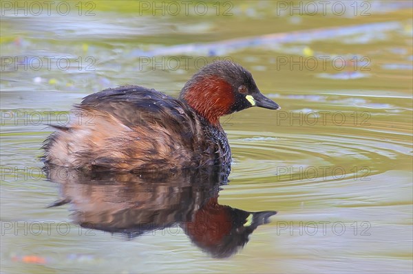 Little grebe (Tachybaptus ruficollis), adult bird in its plumage, on a lake, Stuttgart, Baden-Wuerttemberg, Germany, Europe