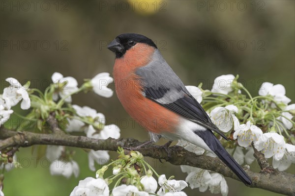 A male eurasian bullfinch (Pyrrhula pyrrhula) resting on a branch with white flowers, Baden-Wuerttemberg, Germany, Europe