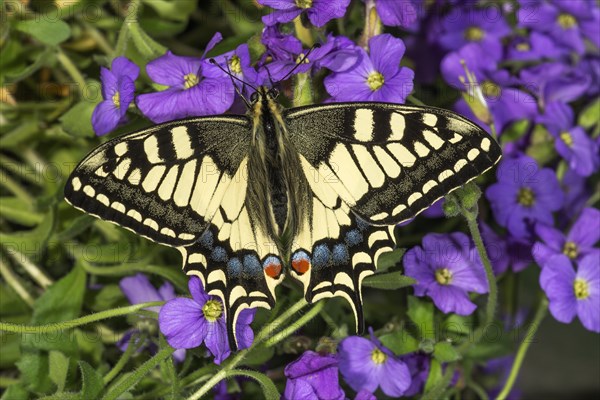 A swallowtail (Papilio machaon) on blue cushion flowers (Aubrietta), Baden-Wuerttemberg, Germany, Europe
