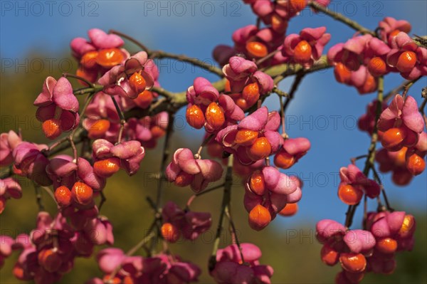 Blossoms of the european spindle (Euonymus europaeus), also known as the common monkshood, Middle Franconia, Bavaria, Germany, Europe