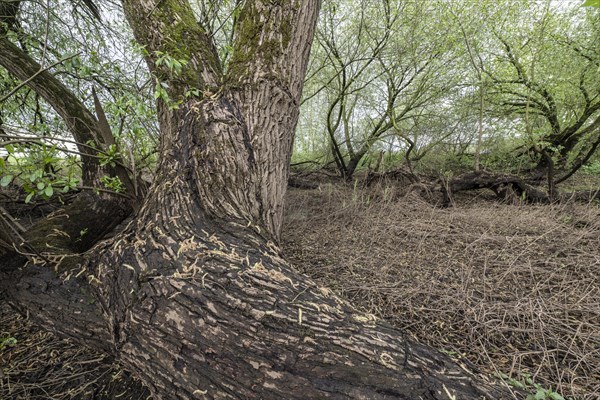 Old willows (Salix alba) in the quarry forest, Emsland, Lower Saxony, Germany, Europe