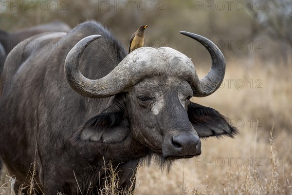African buffalo (Syncerus caffer caffer) with yellowbill oxpecker (Buphagus africanus), in dry grass, animal portrait, Kruger National Park, South Africa, Africa