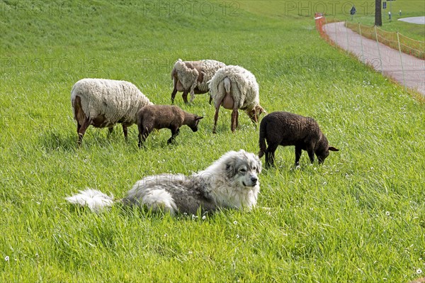 Sheepdog guarding sheep, lambs, shepherd dog, Elbe dyke near Bleckede, Lower Saxony, Germany, Europe