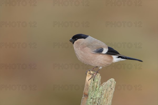 Eurasian bullfinch (Pyrrhula pyrrhula), female, sitting on a tree stump, Wilnsdorf, North Rhine-Westphalia, Germany, Europe