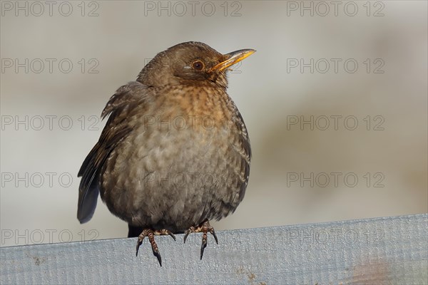 Blackbird (Turdus merula) female, sitting fluffed up up on a garden fence in winter, Wilnsdorf, North Rhine-Westphalia, Germany, Europe