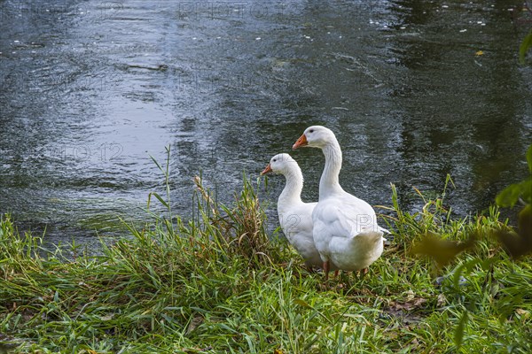 Pair of geese at the edge of a body of water, on the banks of the Danube near Berg, Ehingen, Baden-Wuerttemberg, Germany, Europe