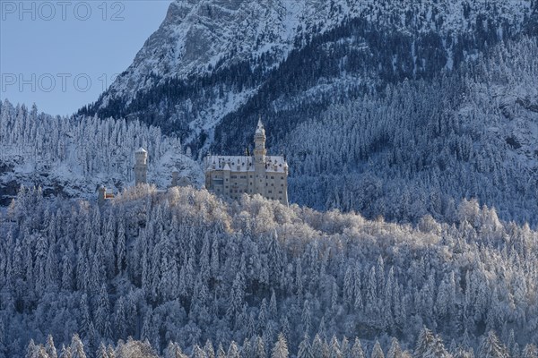 Neuschwanstein Castle, Schwangau near Fuessen, Allgaeu, Bavaria, Germany, Fuessen, Bavaria, Germany, Europe
