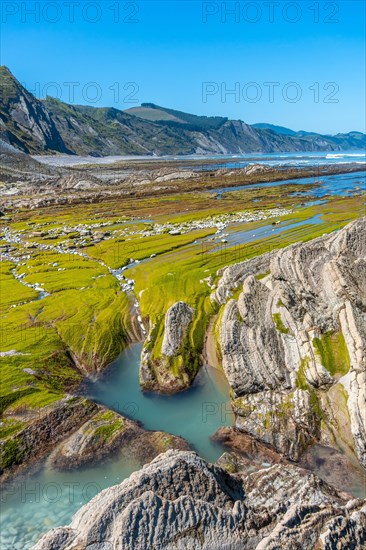 Landscape of the Flysch Basque Coast geopark in Zumaia with low seas with marine vegetation, Gipuzkoa