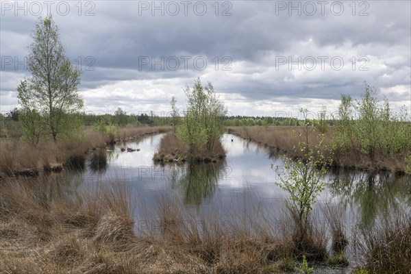 Moorland landscape with sprouting birch trees (Betula pendula), Emsland, Lower Saxony, Germany, Europe