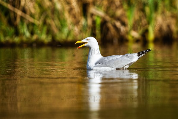 European Herring Gull, Larus argentatus on lake