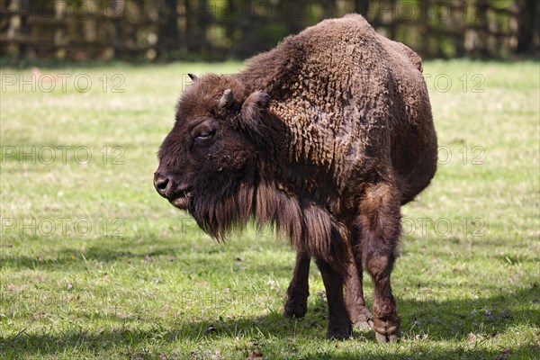 European bison (Bos bonasus) also captive, Germany, Europe