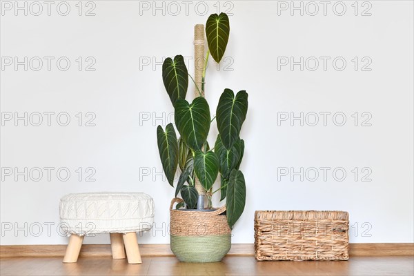 Large exotic 'Philodendron Melanochrysum' houseplant with long velvet leaves in basket flower pot on floor