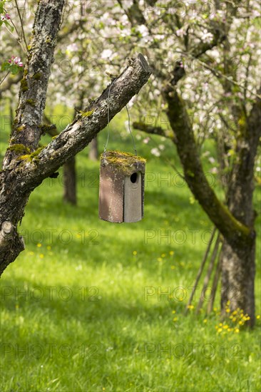 Nesting box for songbirds, meadow orchard, flowering apple trees, Baden, Wuerttemberg, Germany, Europe