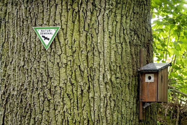 Trunk of the old Karl-Heinz Beckel oak tree (Quercus), tree bark, signpost natural monument with bird, bird house, nesting box for wild birds, Raumertswald, Vogelsberg, Nidda, Wetterau, Hesse, Germany, Europe
