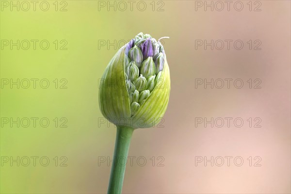 Ornamental leek (Alium), spring, Germany, Europe