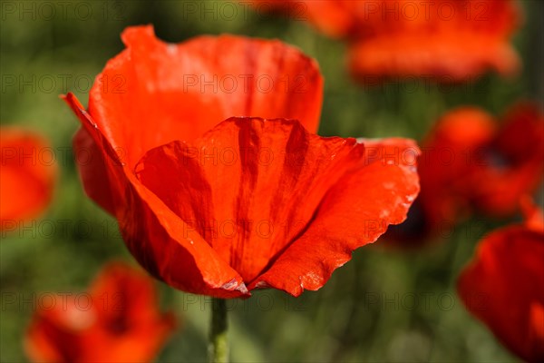 Poppy flowers (Papaver rhoeas), Baden-Wuerttemberg, Close-up of a red poppy flower, emphasised by intense sunlight, poppy flowers (Papaver rhoeas), Baden-Wuerttemberg, Germany, Europe
