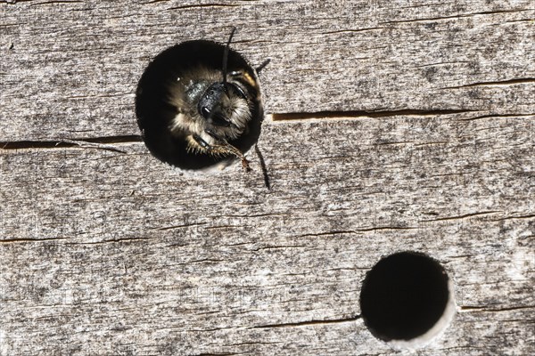 Rusty red mason bee (Osmia bicornis), Emsland, Lower Saxony, Germany, Europe