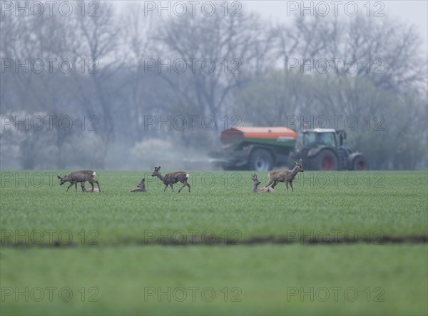 European roe deers (Capreolus capreolus) with winter fur standing and lying on a grain field, tractor with fertiliser spreader behind, Thuringia, Germany, Europe
