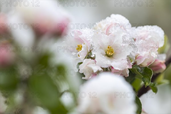 Apple blossom with snow, apple tree (Malus), pome fruit tree (Pyrinae), meadow orchard, spring, Goeggingen, Krauchenwies, Upper Danube nature park Park, Baden-Wuerttemberg, Germany, Europe