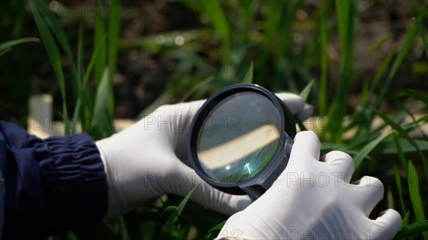 Gloved hands with a magnifying glass in the green grass