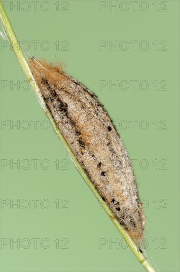 Drinker moth (Euthrix potatoria), cocoon, North Rhine-Westphalia, Germany, Europe