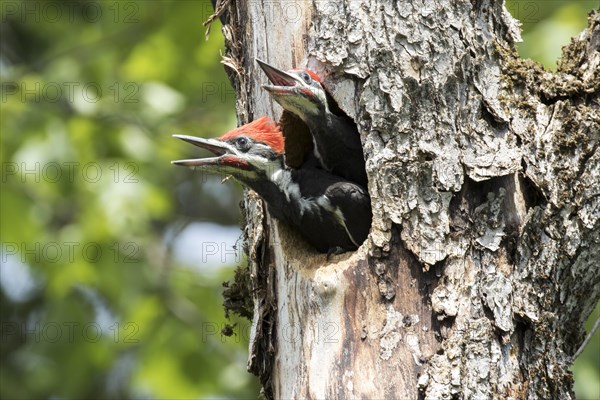 Pileated woodpecker (Dryocopus pileatus) . Babies crying and waiting for food, La Mauricie national park, province of Quebec, Canada, AI generated, North America