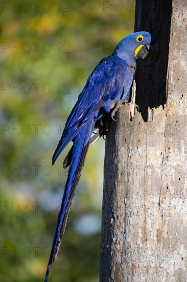 Hyacinth Macaw (Anodorhynchus hyacinthinus) Pantanal Brazil