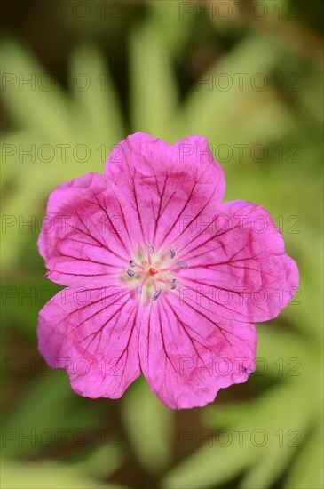 Bloody cranesbill (Geranium sanguineum), flower, ornamental plant, North Rhine-Westphalia, Germany, Europe