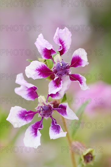 Quiverflower 'Vienco Lavender' (Cuphea llavea), flowers, ornamental plant, North Rhine-Westphalia, Germany, Europe