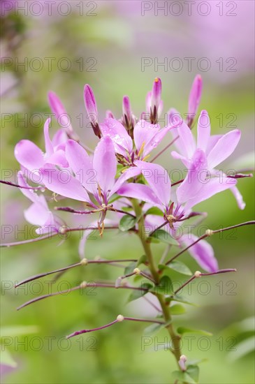 Spider flower or spider plant (Cleome spinosa, Tarenaya hassleriana), flowers, ornamental plant, North Rhine-Westphalia, Germany, Europe