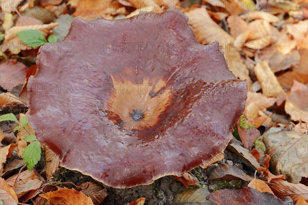 Chestnut-brown stem porling or black-red porling (Picipes badius, Polyporus badius), autumn, North Rhine-Westphalia, Germany, Europe